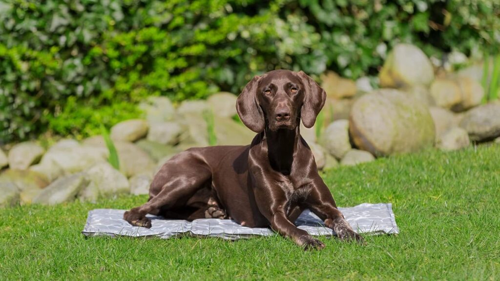 Trixie Kühlmatte für Hunde